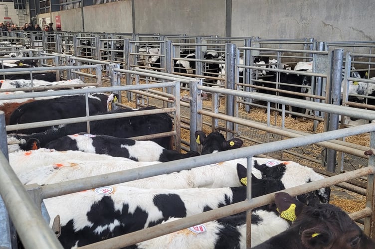 Another outstanding entry of 400 Calves sold to a continued flying trade.