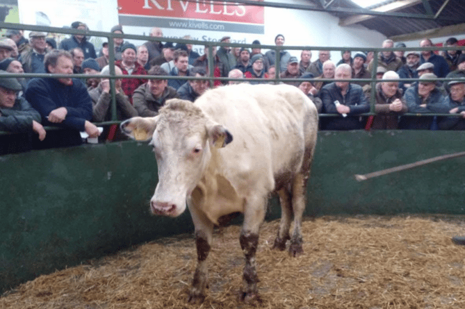 Blue Heifer to £1960 (24m).