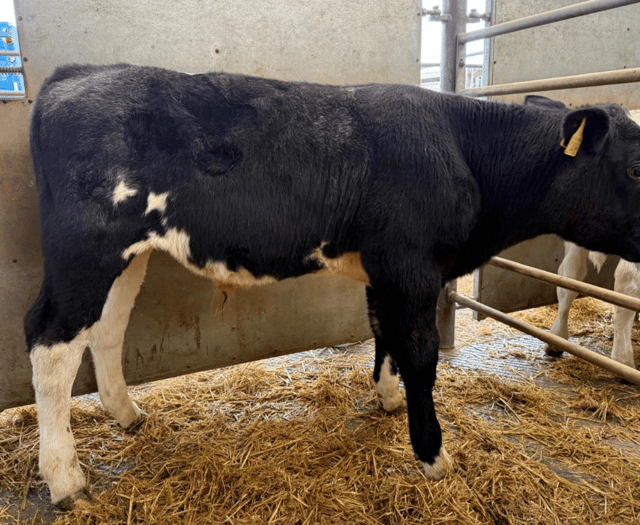 Holsworthy Livestock Market Report: Wednesday, March 19