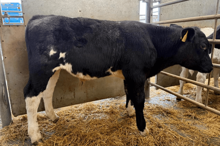 British Blue Bull Calf to £800.